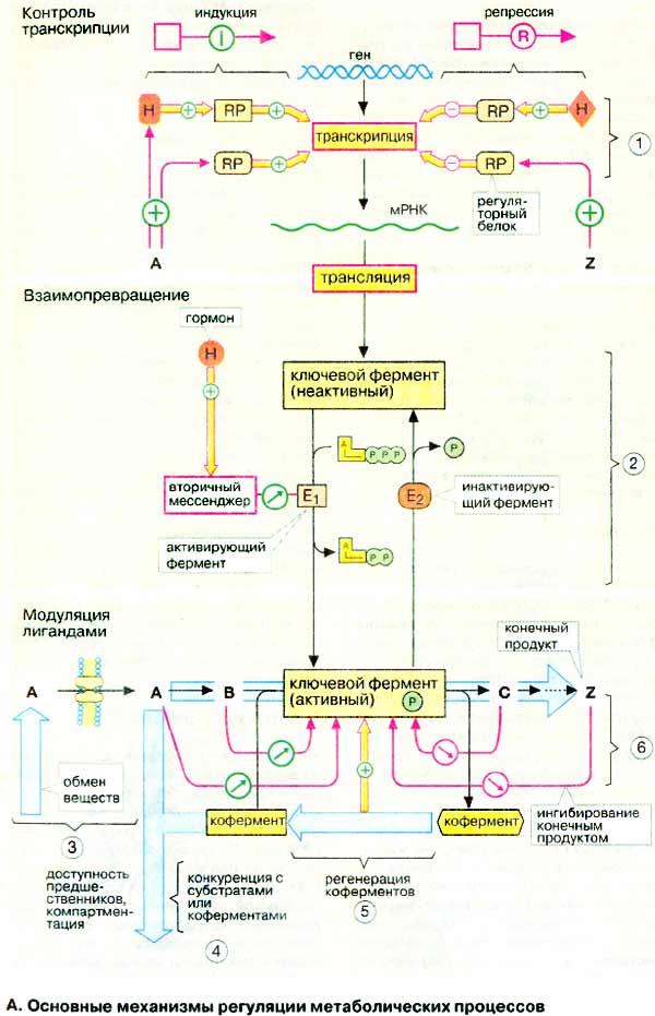 Основные механизмы регуляции метаболических процессов