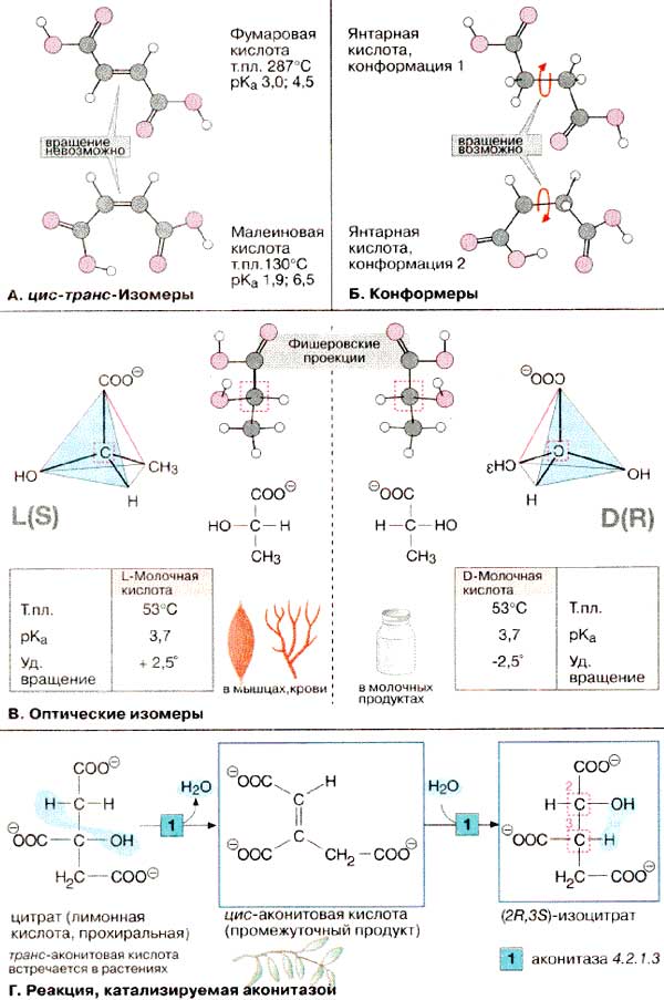 Пространственная изомерия: цис-транс-изомеры, конформеры, оптические изомеры; Реакция, катализируемая аконитазовой кислотой