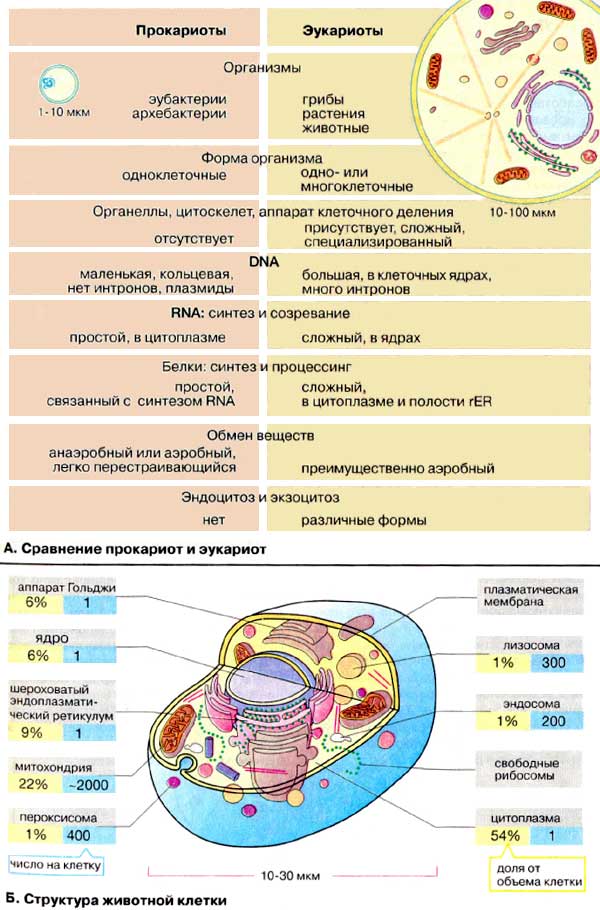 Сравнение прокариот и эукариот; Структура живой клетки;