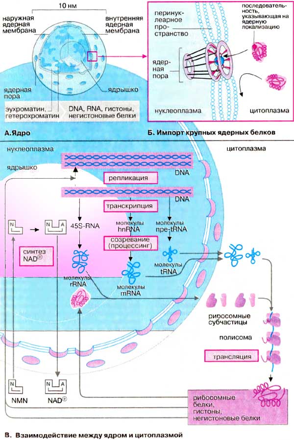 Ядро клетки; Импорт крупных ядерных белков; Взаимодействие между ядром и цитоплазмой;