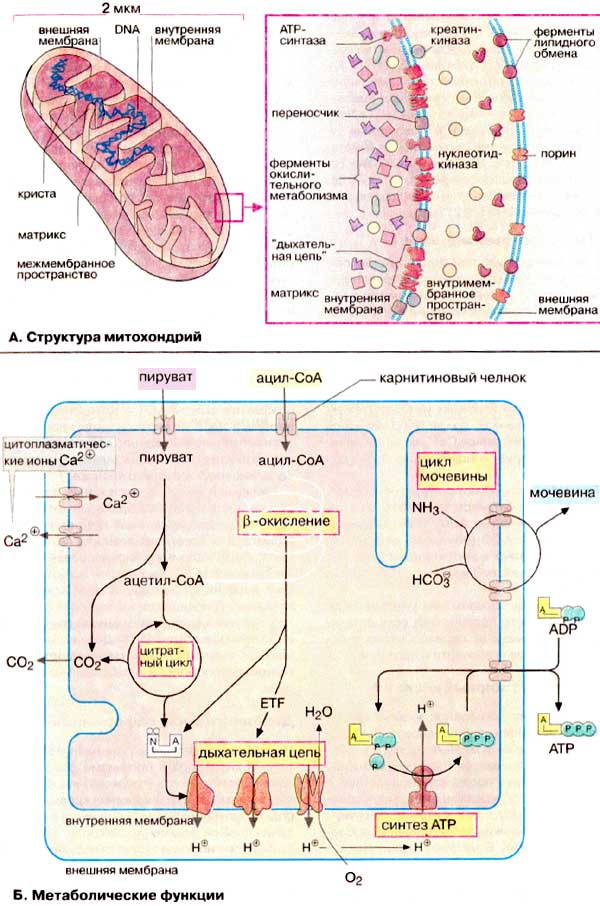 Структура митохондрий; Метаболические функции;