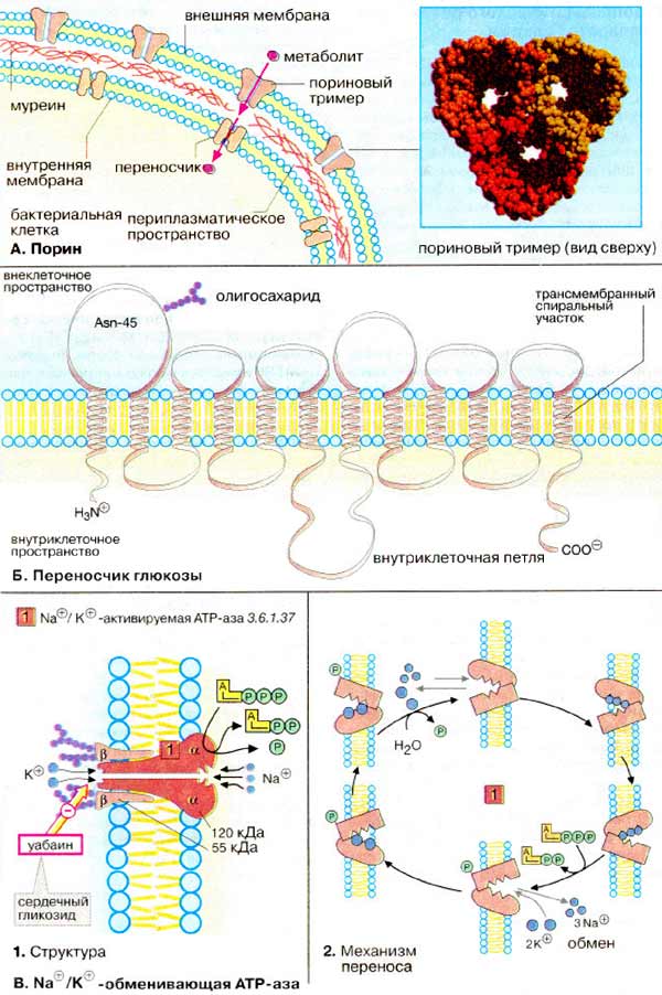Транспортные белки: порин; переносчик глюкозы; натриево-калиево-обменивающая АТР-аза;