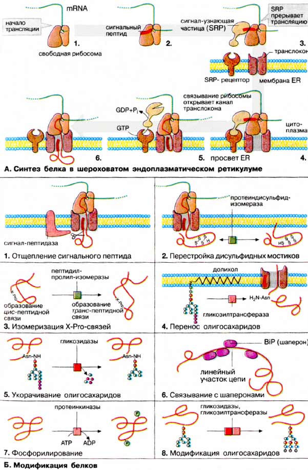 Синтез белка в шероховатом эндоплазматическом ретикулуме; модификации белков;