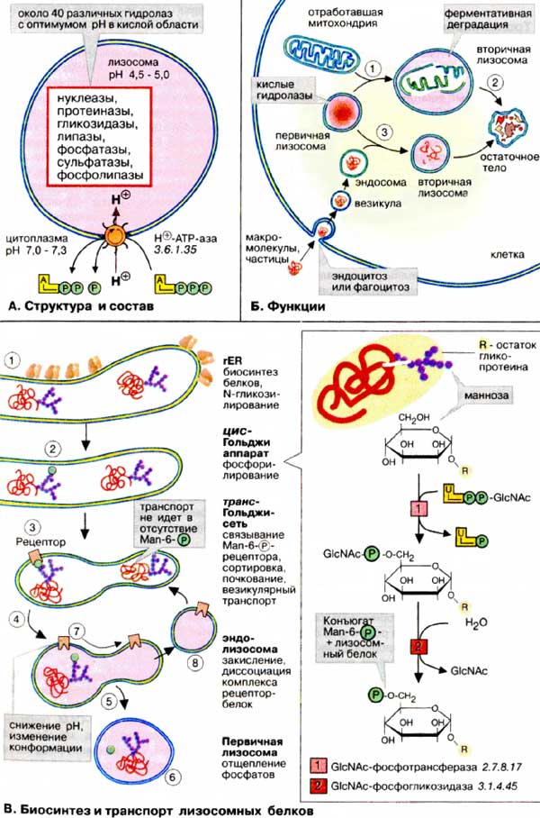 Лизосомы: структура и состав; функции; биосинтез и транспорт лизосомных белков;