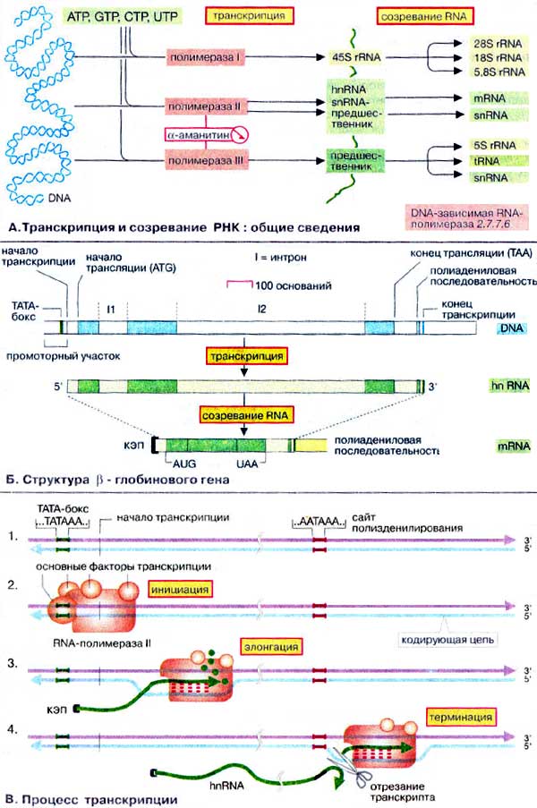 Транскрипция и созревание РНК (общие сведения); Структура бета-глобинового гена; Процесс транскрипции;