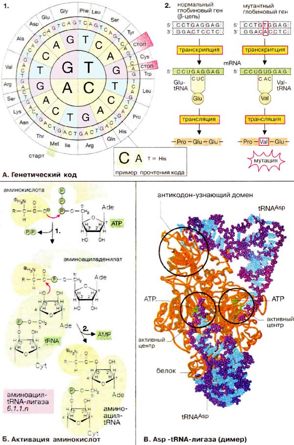 Генетический код; Активация аминокислот; Asp-тРНК-лигаза (димер)