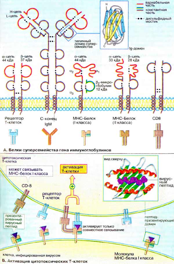 Белки суперсемейства гена иммуноглобулинов; Активация цитотоксических Т-клеток;