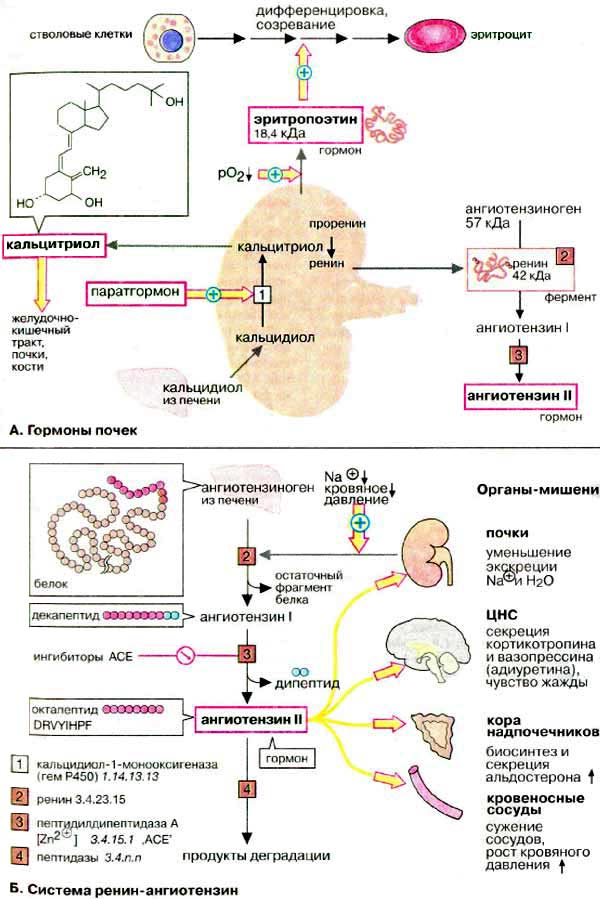 Эндокринная функция почек: гормоны почек, система ренин-ангиотензин