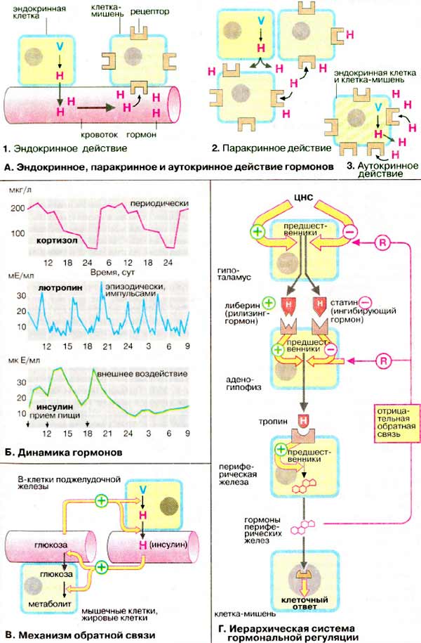 Уровень и иерархия гормонов: Эндокринное, паракринное и аутокринное действие гормонов, динамика гормонов, механизм обратной связи, иерархическая система гомрональной регуляции;