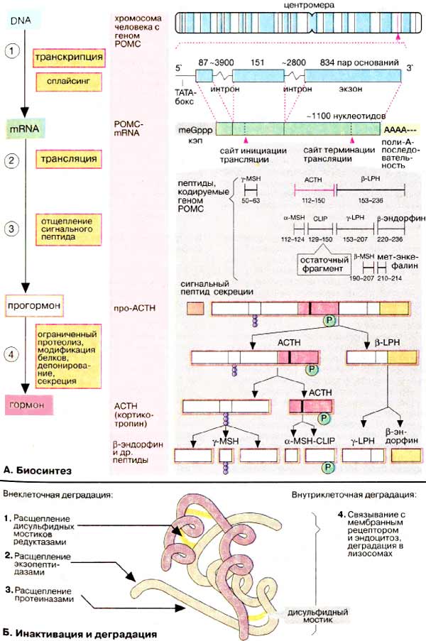 Метаболизм пептидных гормонов: биосинтез, инактивация и деградация;