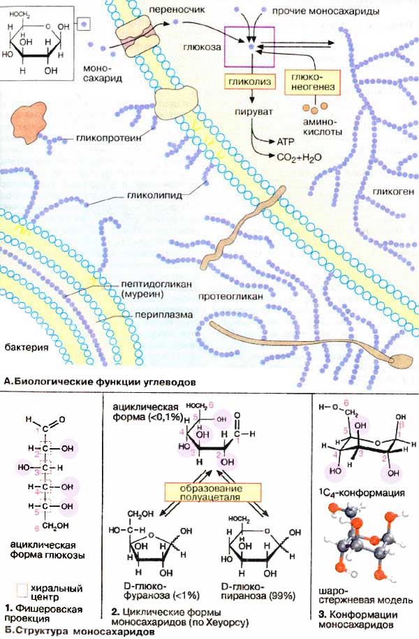 Биологические функции углеводов; Структура моносахаридов;