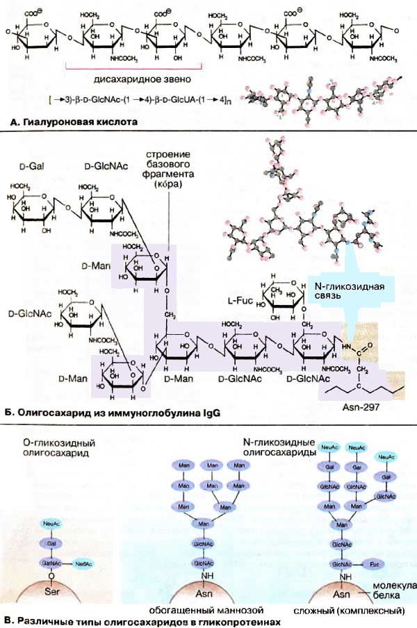 Гиалуроновая кислота; Олигосахарид из иммуноглобулина IgG; Различные типы олисахаридов в гликопротеинах;