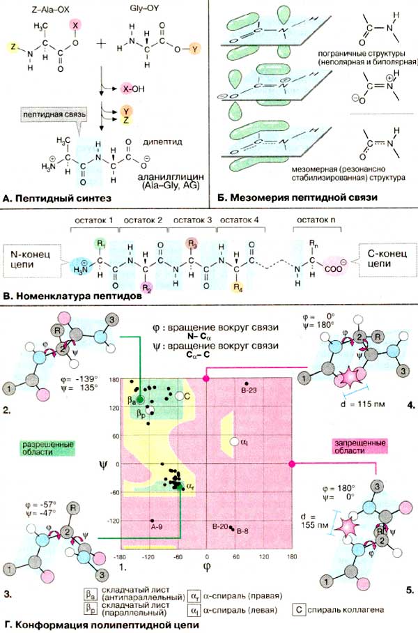 Пептидный синтез; Мезомерия пептидной связи; Номенклатура пептидов; Конформация полипептидной цепи;