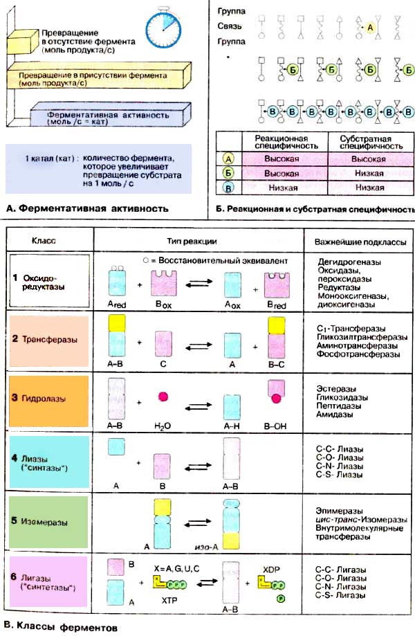 Ферментативная активность; Реакция и субстратная специфичность; Классы ферментов;