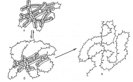 Денатурация белковой молекулы (схема)