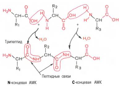 Образование пептидных связей, например, из трех разных аминокислот