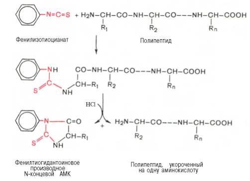 Фенилизотиоцианат реагирует со свободной ?-NH2-группой N-концевой аминокислоты полипептида с образованием фенилтиокарбамоилпептида
