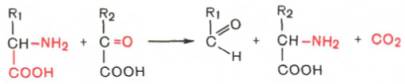 Декарбоксилирование, связанное с реакцией трансаминирования