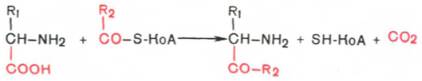 Декарбоксилирование, связанное с реакцией конденсации двух молекул