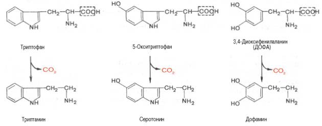 Триптофан, 5-окситриптофан, 3,4-диоксифенилаланин (ДОФА), триптамин, серотонин, дофамин