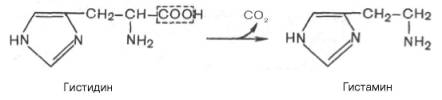 Декарбоксилирование гистидина под действием специфической декарбоксилазы с образованием гистамина