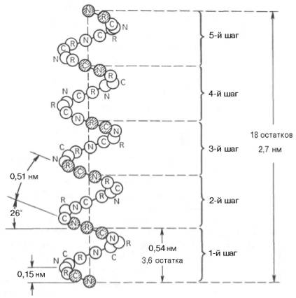 Структура и параметры альфа-спирали