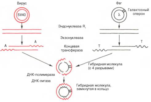 Получение гибридной молекулы, содержащей одновременно ДНК вируса SV40, ДНК фага lambda, и галактозный оперон (схема по А.А. Баеву)