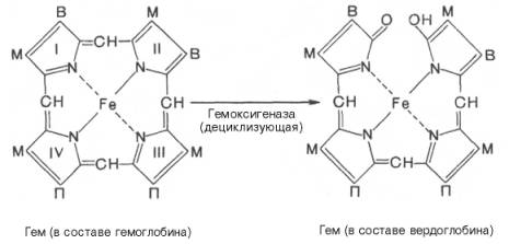 Распад гемоглобина в печени начинается с разрыва alpha-метиновой связи между I и II кольцами порфиринового кольца, этот процесс катализируется НАДФ-содержащей оксидазой и приводит к образованию зеленого пигмента вердоглобина (холеглобина)