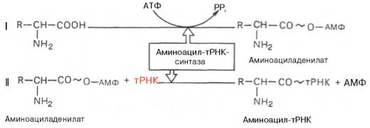 Активация свободных аминокислот осуществляется при помощи специфических ферментов – аминоацил-тРНК-синтетаз – в присутствии АТФ