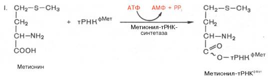 Образование метионил-тРНК из метионина
