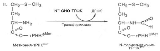 Образование N-формилметионил-тРНК из метионила-тРНК