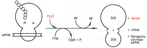 Процесс терминации синтеза белка