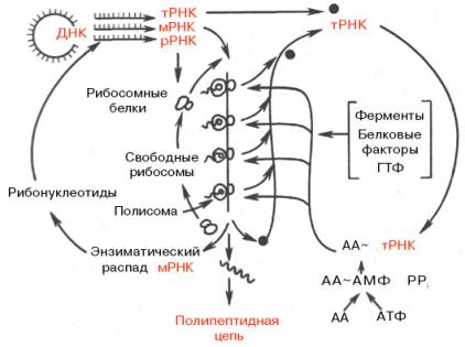 Схематическое изображение роли разных типов РНК в синтезе белка (по Уотсону)