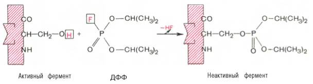Под действием ДДФ происходит фосфорилирование серина в активном центре ряда ферментов, а так же инактивируется их действие