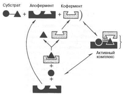 Функция кофер-мента (по А. Кантарову и Б. Шепартцу)