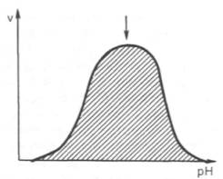 Зависимость скорости катализируемой ферментом реакции от рН (стрелка указывает оптимум рН)