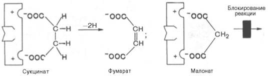Сукцинатдегидрогеназы катализирует окисление путем дегидрирования янтарной кислоты (сукцината) в фумаровую