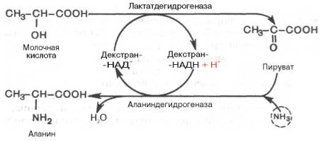 Схема непрерывного процесса получения аминокислоты аланина и регенерации кофермента (в частности, НАД) в модельной системе