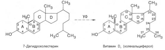 7-дегидрохолестерин при УФ-облучении превращался в активный витамин D3