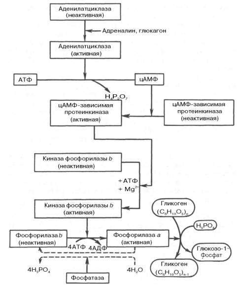 Гормональная регуляция фосфоролитического отщепления остатка глюкозы от гликогена