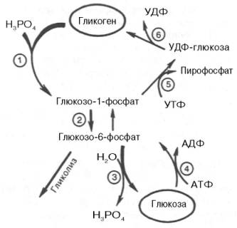 Распад и синтез гликогена (схема)
