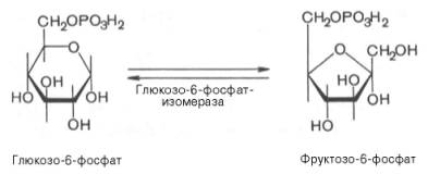 Второй реакцией гликолиза является превращение глюкозо-6-фос-фата под действием фермента глюкозо-6-фосфатизомеразы во фруктозо-6-фосфат