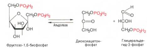Четвертая реакция гликолиза катализирует фермент альдолаза. Под влиянием этого фермента фруктозо-1,6-бисфосфат расщепляется на две фосфотриозы