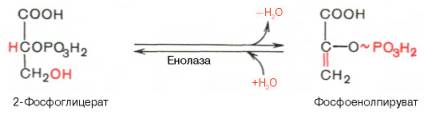 Девятая реакция катализируется ферментом енолазой, при этом 2-фосфоглицериновая кислота в результате отщепления молекулы воды переходит в фосфоенолпировиноградную кислоту (фосфоенолпируват), а фосфатная связь в положении 2 становится высокоэргической