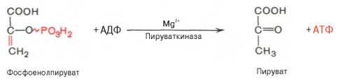 Десятая реакция характеризуется разрывом высокоэргической связи и переносом фосфатного остатка от фосфоенолпирувата на АДФ (субстратное фосфорилирование). Катализируется ферментом пируваткиназой