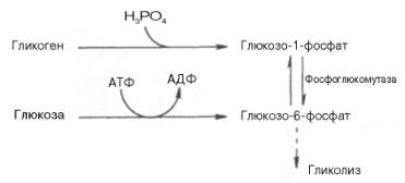 После образования глюкозо-6-фосфата дальнейшие пути гликолиза и гликогенолиза полностью совпадают