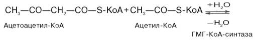Конденсация ацетоацетил-КоА с 3-й молекулой ацетил-КоА при участии гидроксиметилглутарил-КоА-синтазы (ГМГ-КоА-синтаза) с образованием beta-гидрокси-beta-метилглутарил-КоА