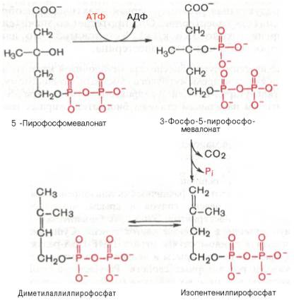 5-пирофосфомевалоновая кислота в результате фосфорилирования третичной гидроксильной группы образует нестабильный промежуточный продукт – 3-фосфо-5-пирофосфомевалоновую кислоту, которая, декарбоксилируясь и теряя остаток фосфорной кислоты, превращается в изопентенилпирофосфат. Последний изомеризуется в диметилаллилпирофосфат