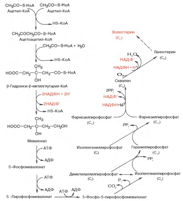 Общая схема синтеза холестерина