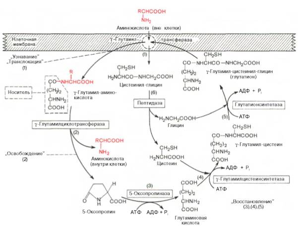 Схема транспорта нейтральных аминокислот через плазматическую мембрану